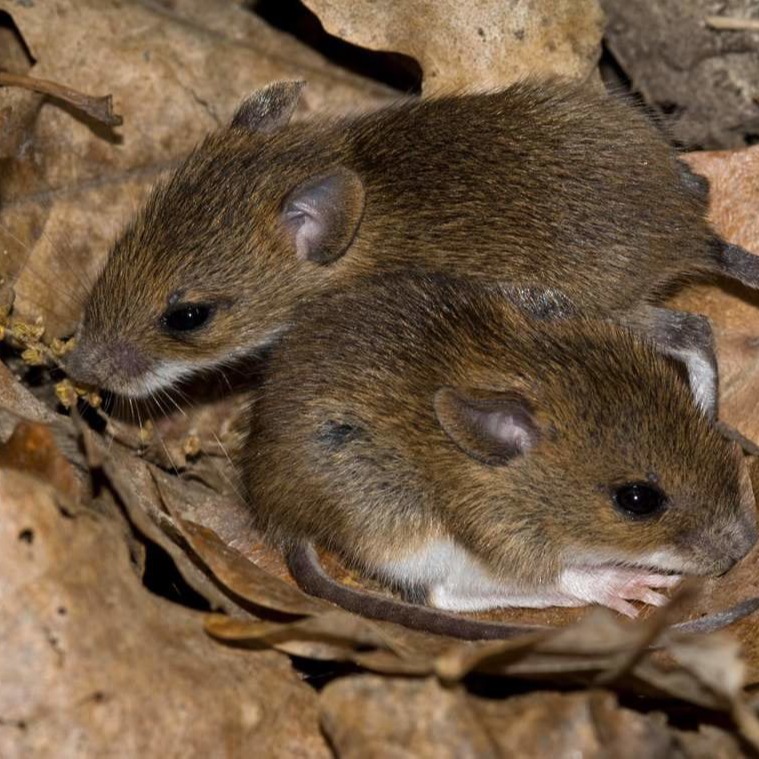 Уничтожения мышей в частном доме в Иркутске?