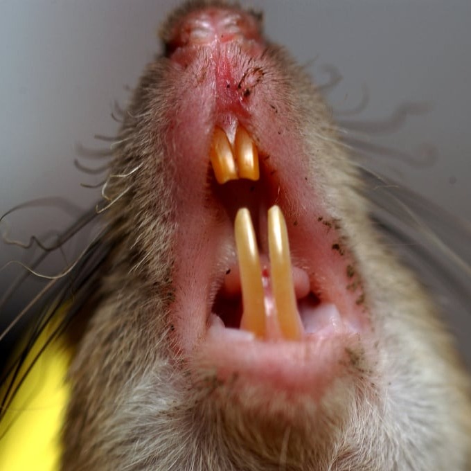 Дератизация крыс в Иркутске?